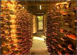 GANODERMA (LINGZHI) A wonderful Herb