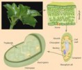 chlorophyll Dark green leafies and life-enhancing chlorophyll
